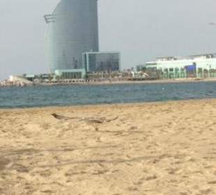 Landing Bird/Barceloneta Beach/Barcelona