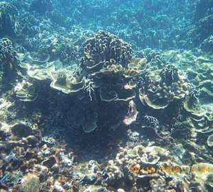 Schnorcheln Similan 
