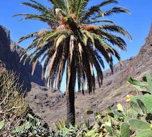 Palme
