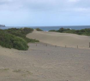 Dünen von Playa del Ingles