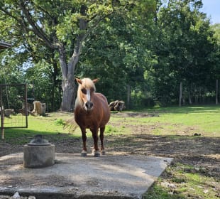 Pony
