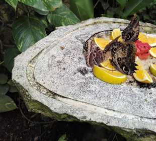 Im Vogelpark