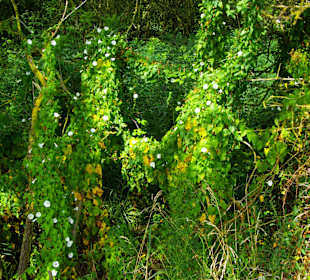 Urwald pur