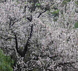 Mandelblüte am Berg "Montana de Las Tierres"