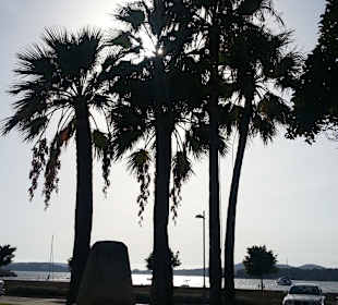 Wunderschöne Palmen