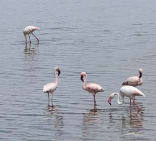 Flamingos