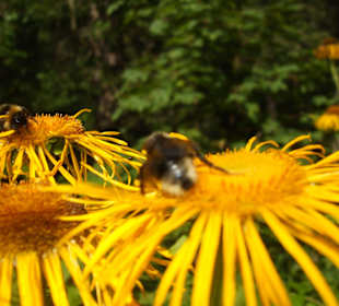 Parcul Natural Apuseni 1