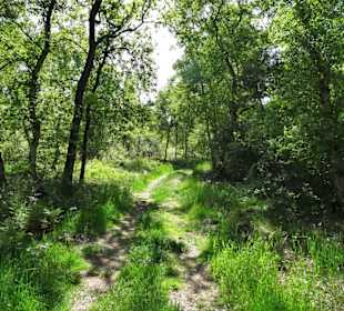 Eindrücke vom Moorpfad in Tarmstedt