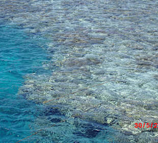 Riff mit vielen, bunten Fischen