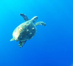 Karett-Schildkröti in der Coraya Bay