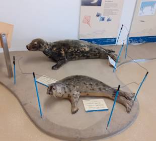 Seehundstation Norddeich in Norden,