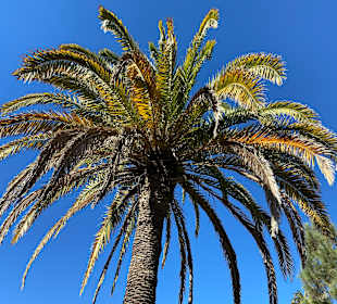 Inselrundfahrt Gran Canaria