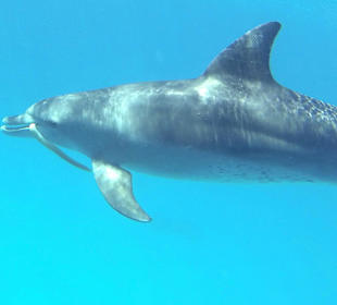 Verspielter Delfin mit Muräne
