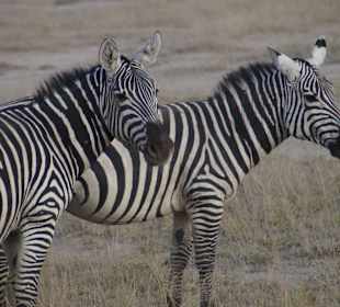 Tierwelt im Nationalpark