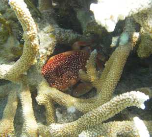 Rieseneinsiedlerkrebs