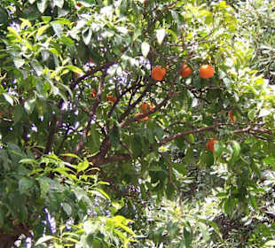 Palatino, einer der 7 Hügel Roms