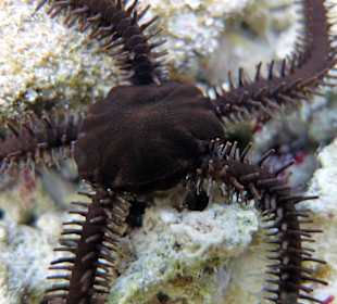 Brauner Schlangenstern 15cm