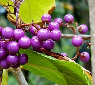 Botanischer Garten