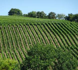 Weinberge an der Mainschleife