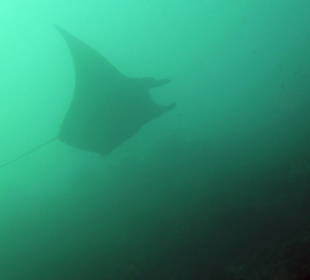 Manta