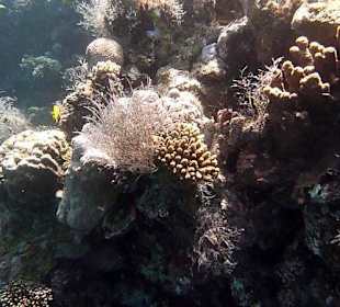 Schnorcheln am Hausriff