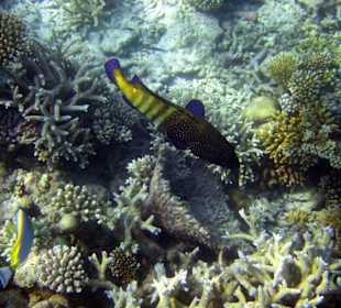 Am Hausriff Athuruga