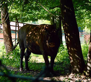 Białowieski Park Narodowy