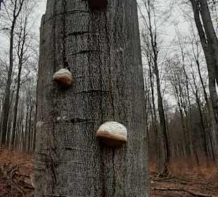 Stadtrundgang Nohfelden