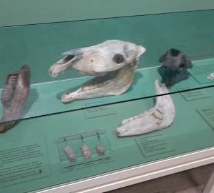 Staatliches Naturkunde Museum