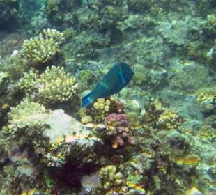 Wer kennt diesen (Lipp?) Fisch