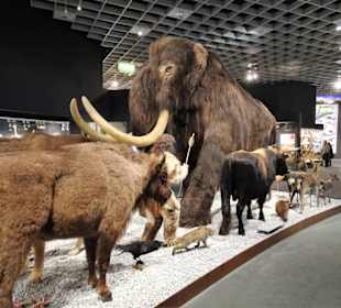 Ausstellung vom Wandel der Tierarten