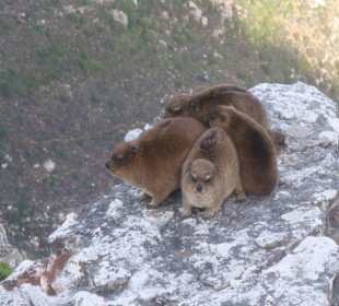 Gruppenkuscheln der Klippschliefer