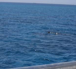 Wir mußten nicht lange auf die ersten Delfine warten!