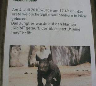 Nachwuchs beim Nashorn