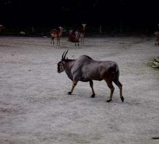 Zoo Osnabrück