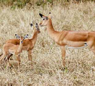 Tsavo West Nationalpark 