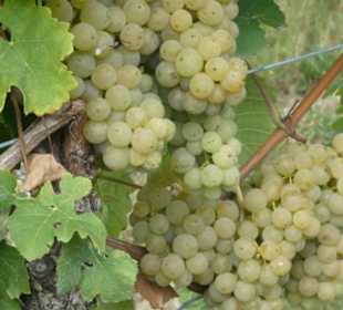 Unterwegs in den Weinbergen von Ramsthal