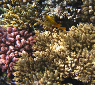 Riff bei der Insel Giftun