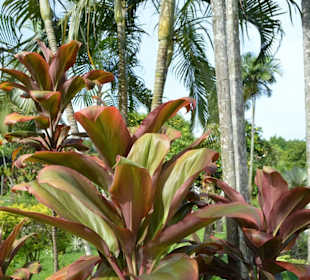 Orchideen Garten 