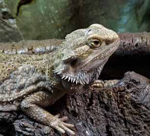 Im Terrarium des "Haus der Natur"