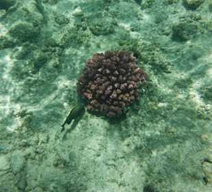 Hausriff, rechts von der Marina