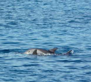 Delphine beim Auftauchen