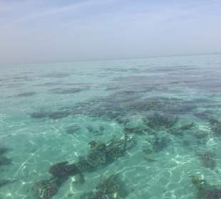 Schnorcheln vor der Insel Tiran