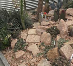 Sukkulentensammlung