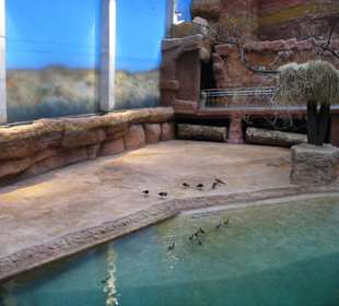 Afrykarium