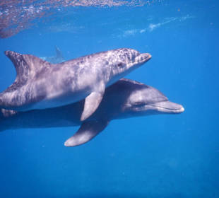 Schnorcheln mit Delfinen