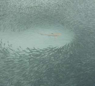 Hai im Fischschwarm 