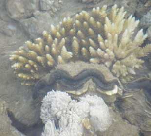 Korallenriff am Strand, leicht zu erreichen