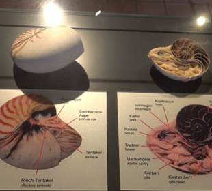 Jura-Museum