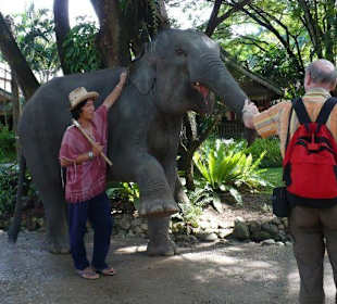 Maetang Elephant Park